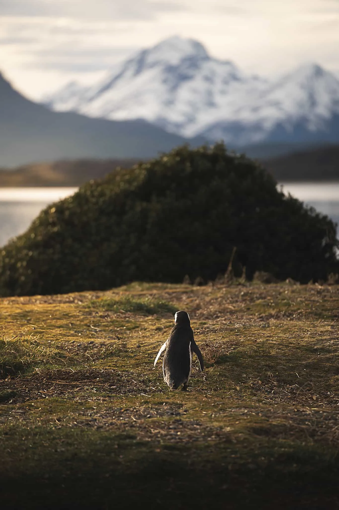 pinguinos en isla martillo