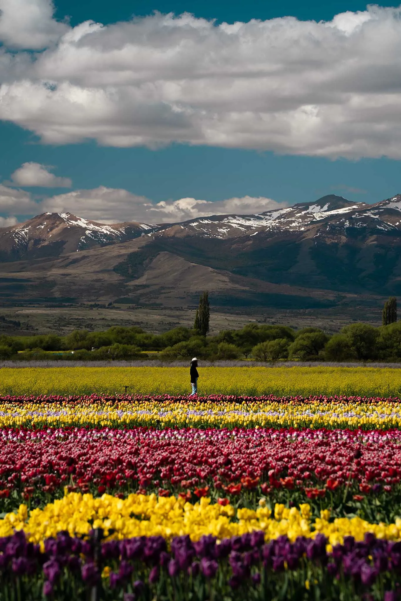 Campo de Tulipanes