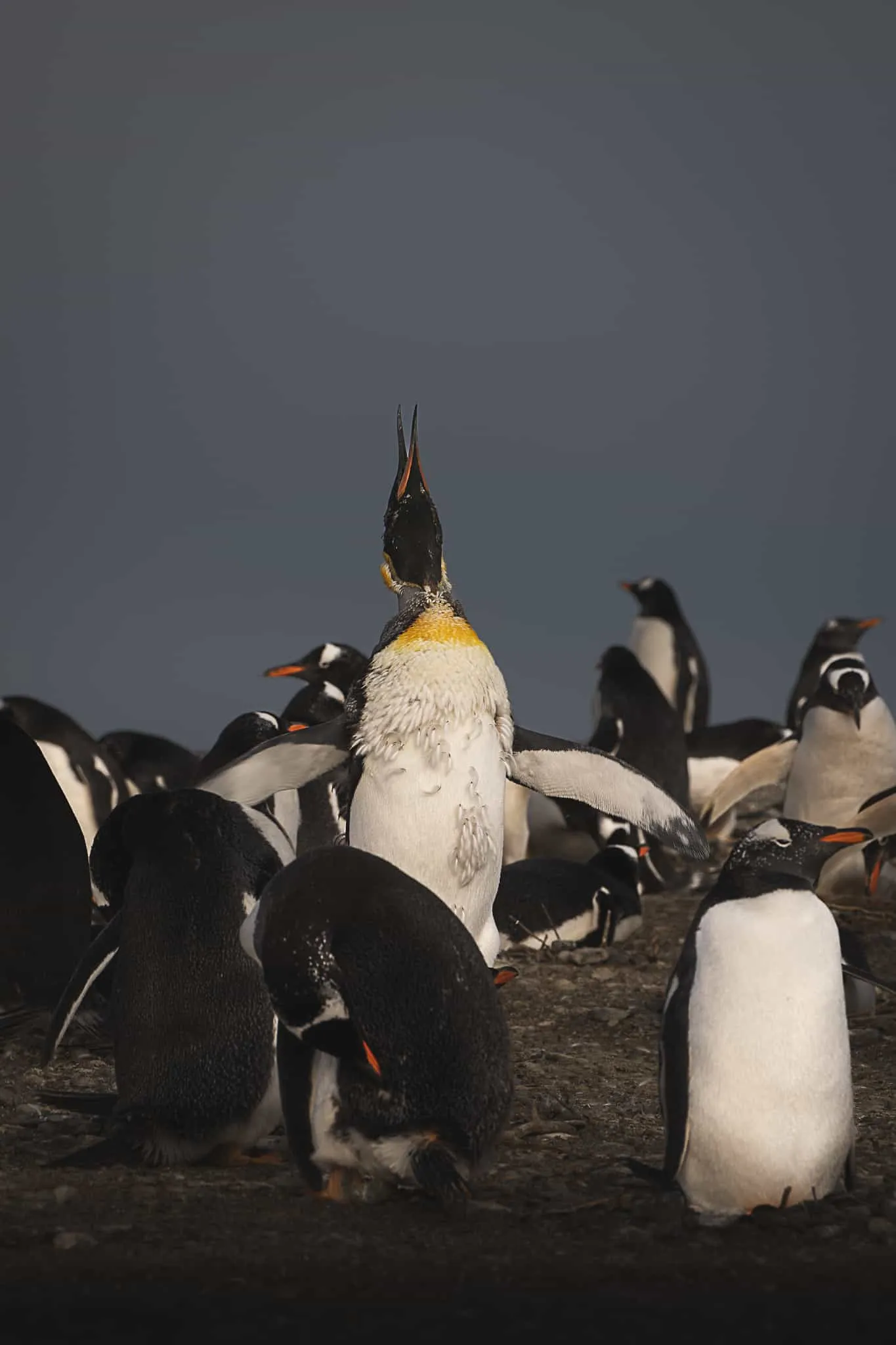 Pingüinos en Ushuaia